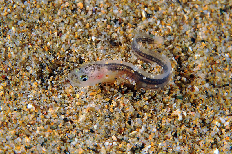 Giovanile di Ophidion sp.